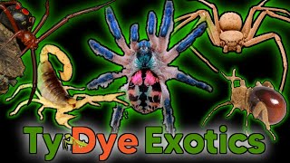 BLACK FRIDAY UNBOXING! Tarantula, Centipede, Scorpion, Spider, Beetles, Isopods and MORE!