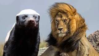 Even snakes and big cats are afraid of him HONEY BADGER is the most fearless creature in the world