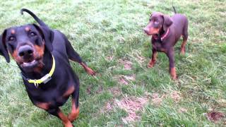 Bella and Buddy the dobermans playing ball in the fields by jad4754 395 views 12 years ago 1 minute, 58 seconds