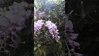 Глициния #travel #весна spring#nature #ароматглицинии