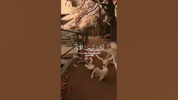 قرآن كريم #قرآن #اكسبلور #القزابري #قران_كريم #duet #المصحف #اسلاميات #دويتو #الرحمن #دين