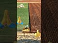VIDA DE AGRICULTOR