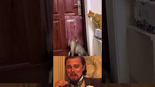 Bro the Cat Just Unlocked the Door 💀|8BitReality #catmemes #smartcat #catreaction #shorts