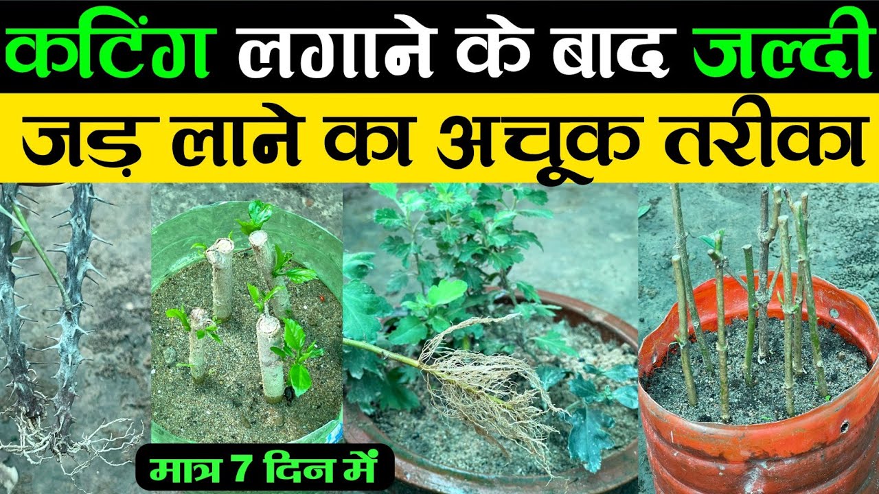 कटिंग लगाने के बाद जल्दी जड़ लाने का अचूक तरीका | How To Grow Cuttings Of Plants | Cutting Plant