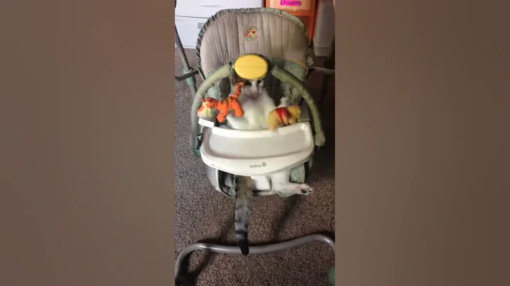 Cat playing in baby swing! Tyson!