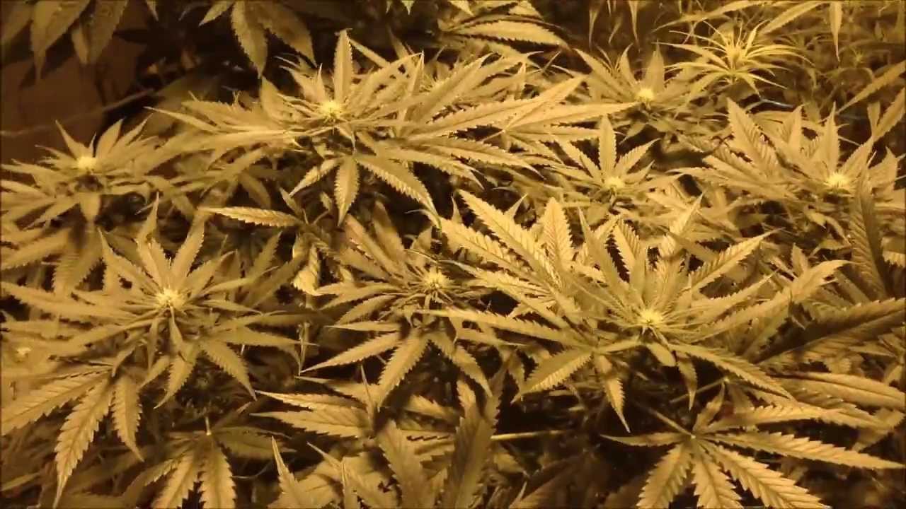 Flower Tent - Day 14 - 10/27/13