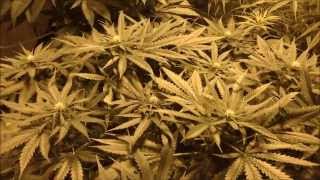 Flower Tent - Day 14 - 10/27/13