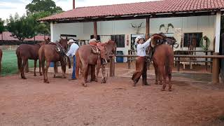 Um pouco da turma selando a tropa - Js Bovinos!!!