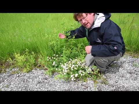 Видео: Multiflora Rose – узнайте о контроле кустов Multiflora Rose