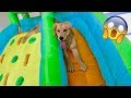 Golden Retriever Gets Personal Bounce House!