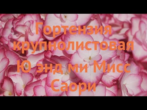 Гортензия крупнолистовая Ю