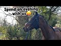 SPEND AN EVENING WITH US- short evening vlog #equestrian #ottb #vlog #horse