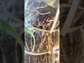 The Most Satisfying Air Layering Root Reveal You’ll Ever See! 🌱✨ Desert Willow