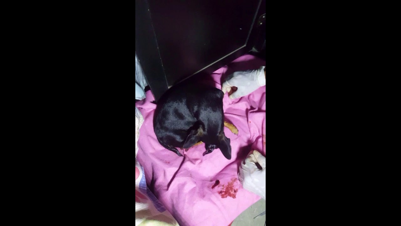 Como ayudar a tu perrita chihuahua  en momentos de parto