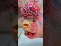 munna hai 😍🥰 #flowerhorn #fish #aquarium #shortsviral #viralvideo #ytshorts #shorts #shortsvideo
