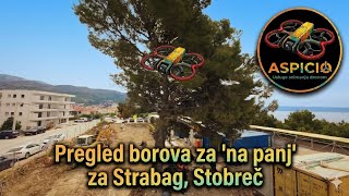 Pregled borova za 'na panj' za Strabag, O.Š. Stobreč 