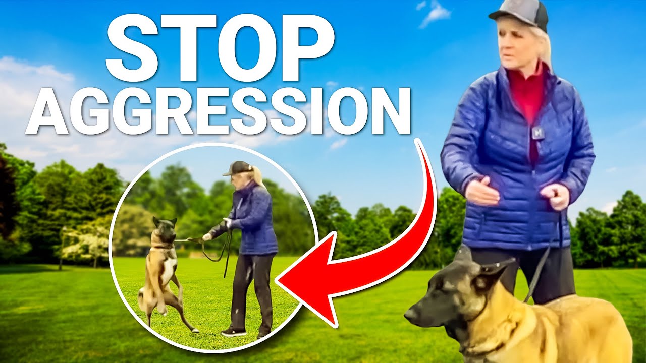 Can You Train A Dog To Stop Being Aggressive