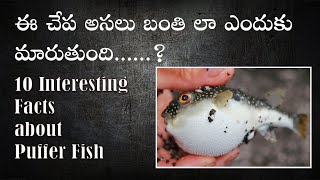 Top 10 Facts about Puffer Fish