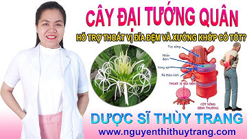 Cây đại tướng quân chữa thoát vị đĩa đệm và xương khớp có hiệu quả?