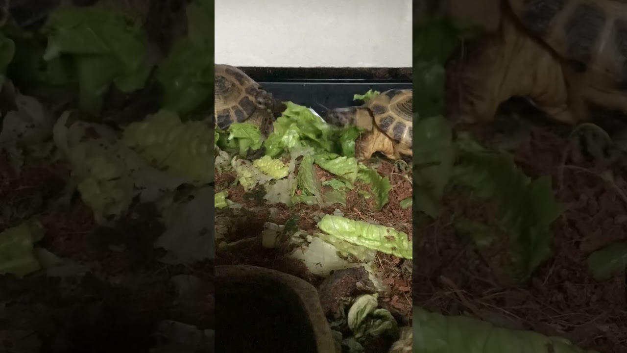 I wonder what they’re talking about, Shelly and Sherman Tortoise