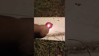 Ladybird Firecracker / Mercun Kumbang