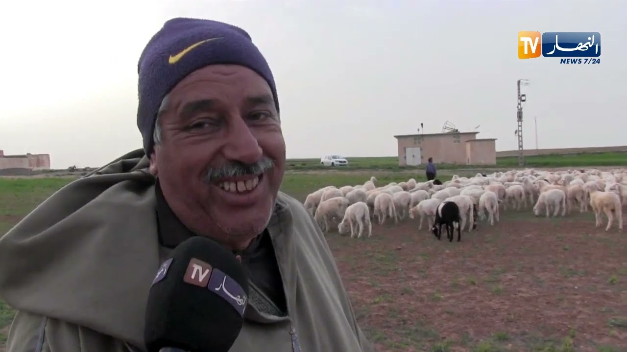 سعيدة: الأمطار تقلص من تكاليف تربية المواشي وتخفض أسعار الأعلاف