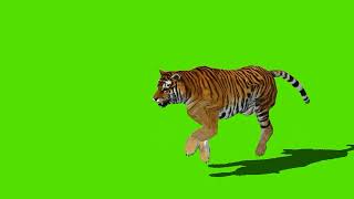 HD free green screen Animal Tiger sealions free green screen animasi