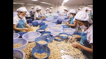 Ngành điều kỳ vọng kim ngạch xuất khẩu đạt 4 tỷ USD - Tin tức I Miền Tây 24h