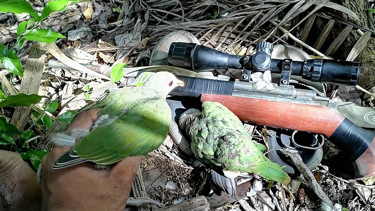 Hunting gamit ang lumang airgun piro subrang lakas 