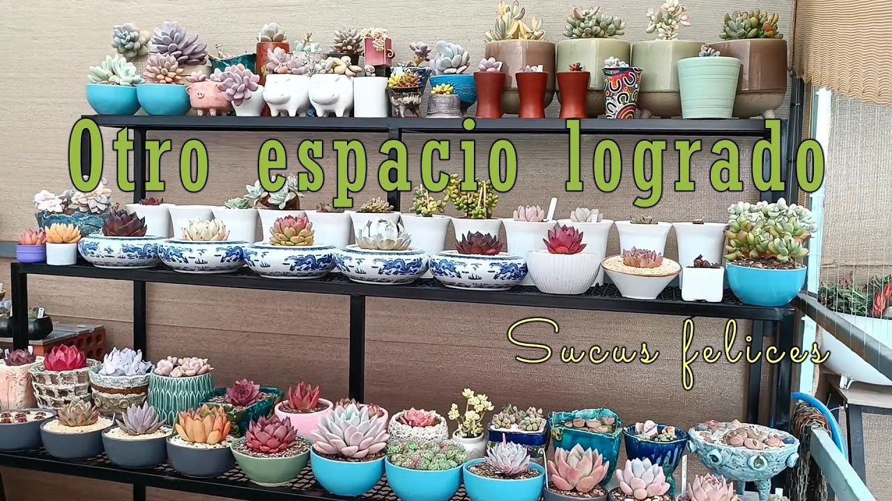 Estrenamos nuevo espacio suculento #estantería #villalindura #arte