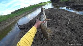 видео: Высохшая речка , полная щуки. Я бы в ней не купался. картинка: Высохшая речка , полная щуки. Я бы в ней не купался.