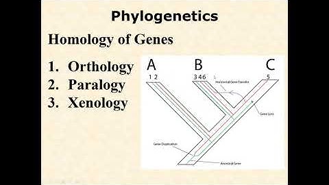 BIOL 3406 Unit 1 6 4 Gene Duplication and Paralogy