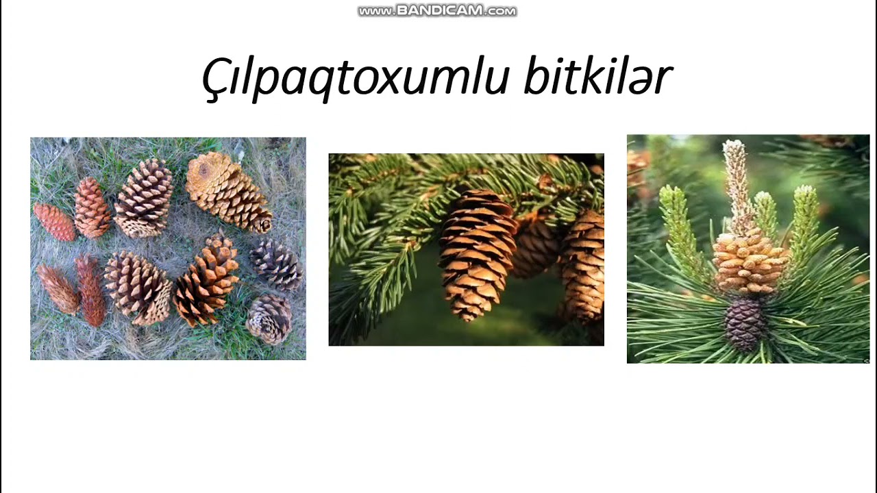 Çılpaqtoxumlular və onların çoxalması
