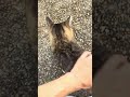 かわいすぎる靴下猫ちゃんをなでなでして癒される😸🐈#shorts
