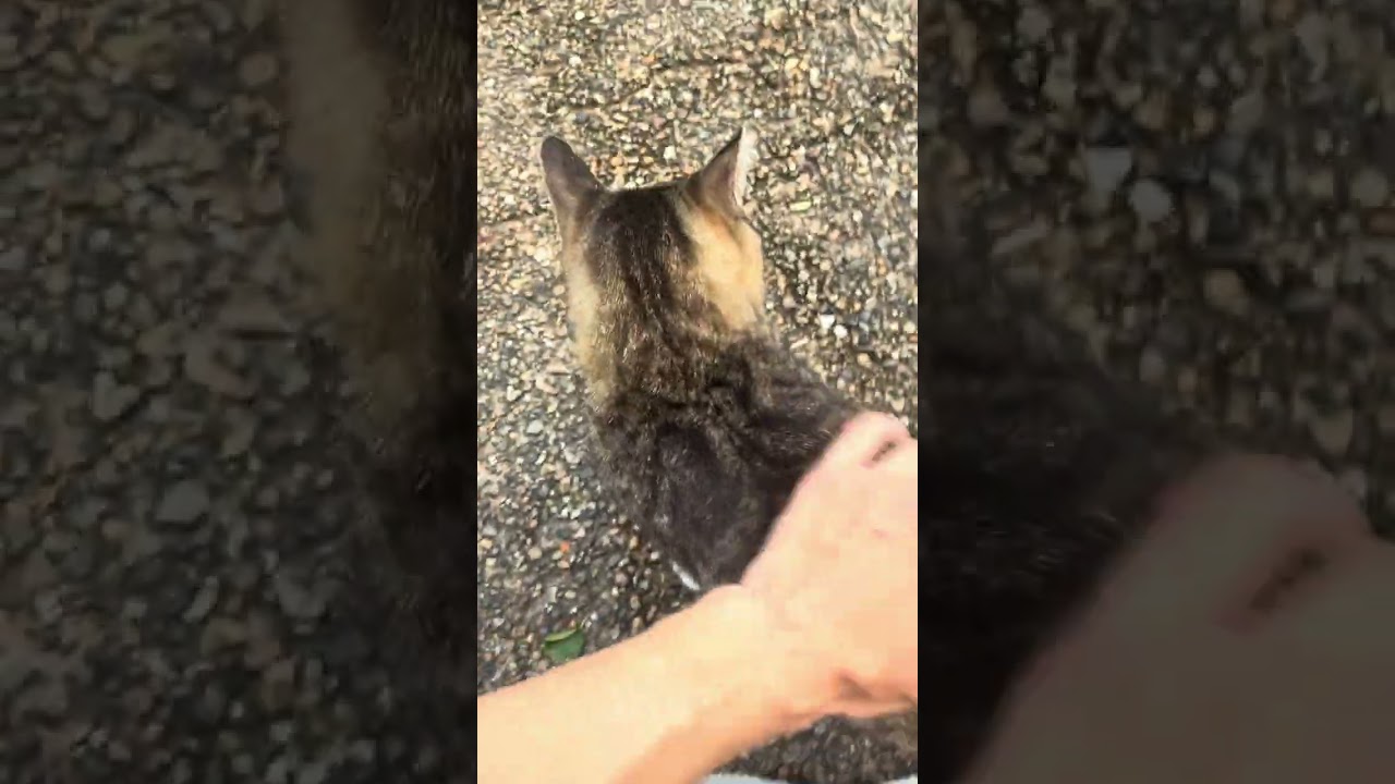 かわいすぎる靴下猫ちゃんをなでなでして癒される😸🐈#shorts