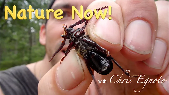 Coleoptera - Beetle Diversity - DayDayNews