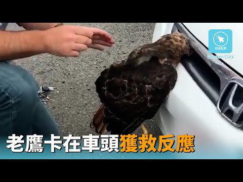 老鷹撞上車 頭被卡在車頭的縫隙 獲救反應