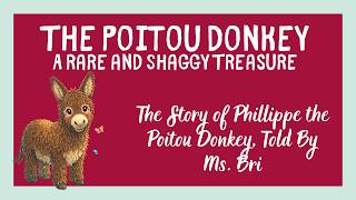 Poitou Donkey Rare Breed Of The Week