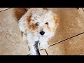 Wilfred the Cavapoochon Puppy - VR180 3D 180 VR