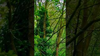 Forest broll #naturevideo #trees #gawx #broll #forestlife