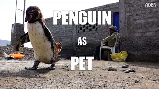 Penguin as Pet