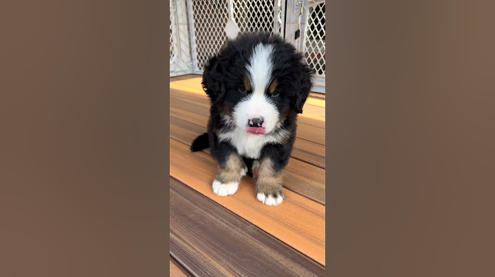 啊～～刚睡醒！#伯恩山 #伯恩山犬