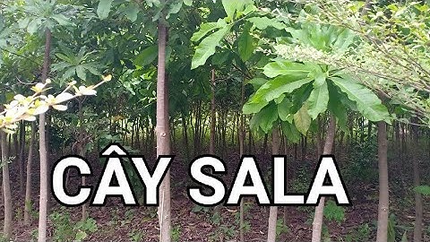 Cây sala cây loài cây tâm linh ít người biết
