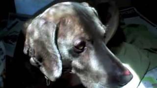 dogs at tlc 10