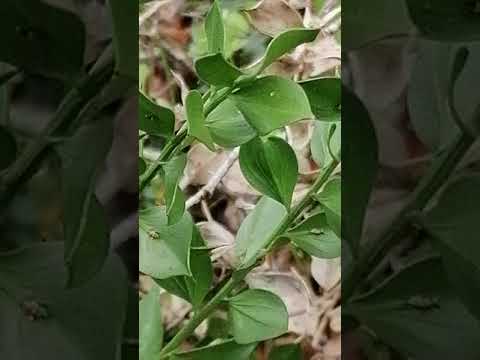 Vídeo: Cuidados com plantas Ruscus - Como cultivar plantas Ruscus nos jardins