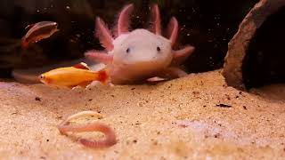 : Axolotl
