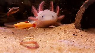 Axolotl