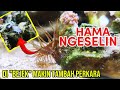 JANGAN DI BEJEK! Hama Ini Malah Makin Banyak!