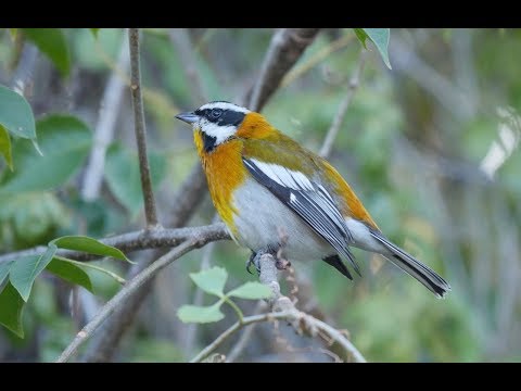 birding-in-cuba,-january-2017:-part-3---la-belen-&-cayo-coco