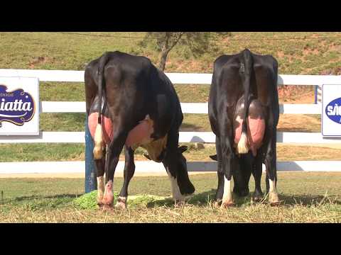 LOTE 7   2453   3191   FAZENDA SÃO MIGUEL